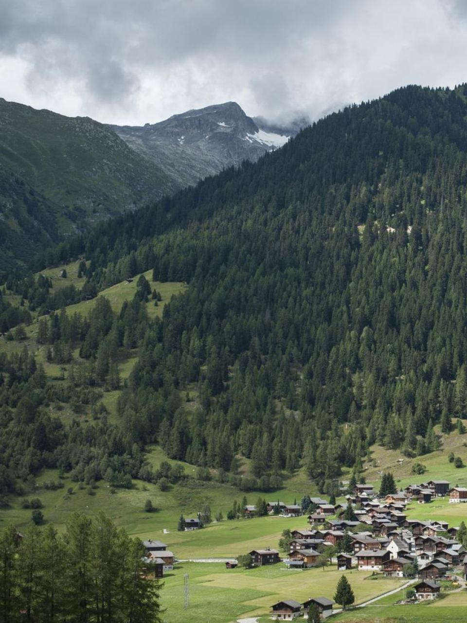 Protection forest above Ritzingen. © Flurin Bertschinger  