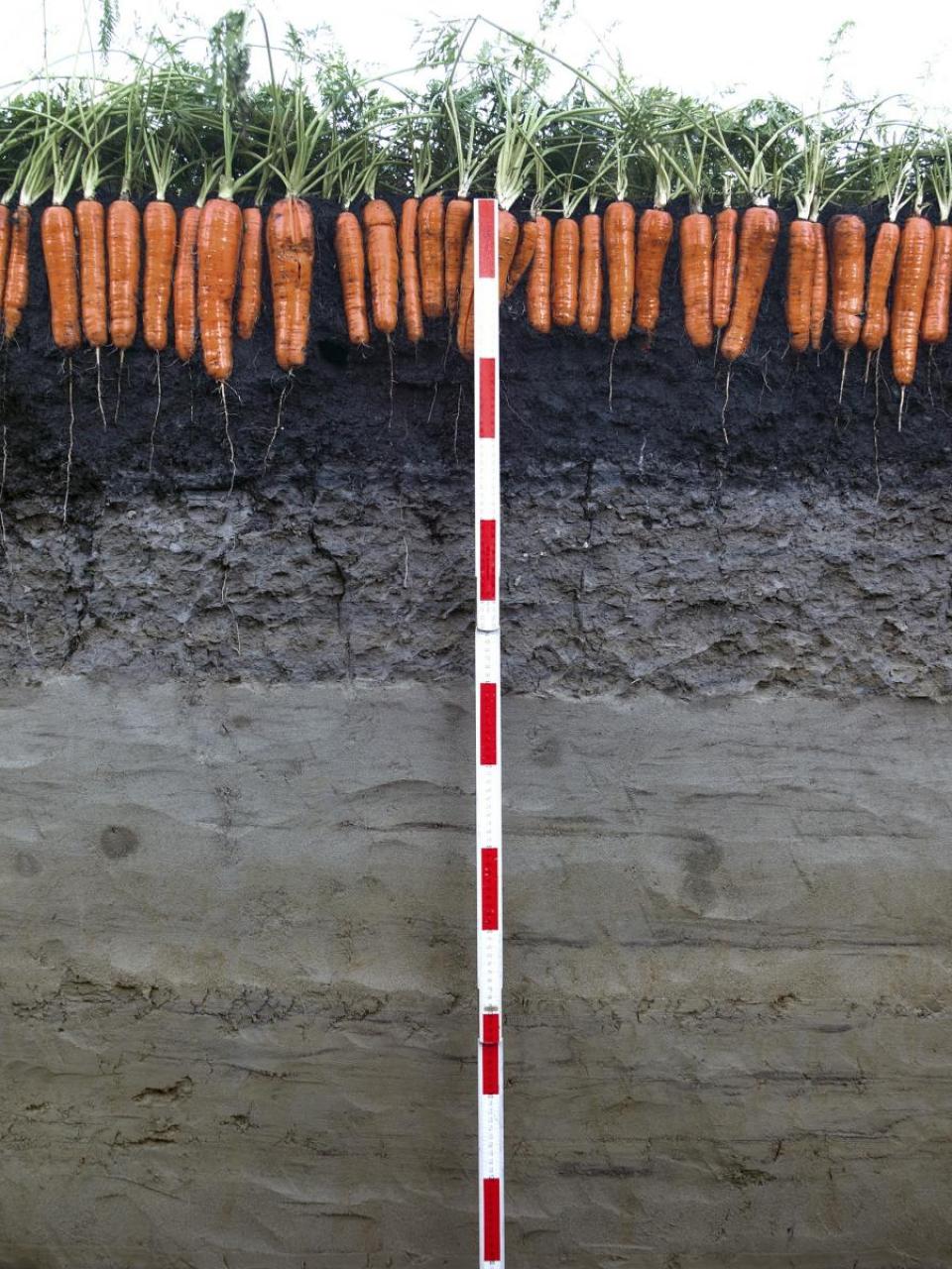 Boden ist die Grundlage für 90% unserer Nahrungsmittel. © Agroscope, Gabriela Brändle