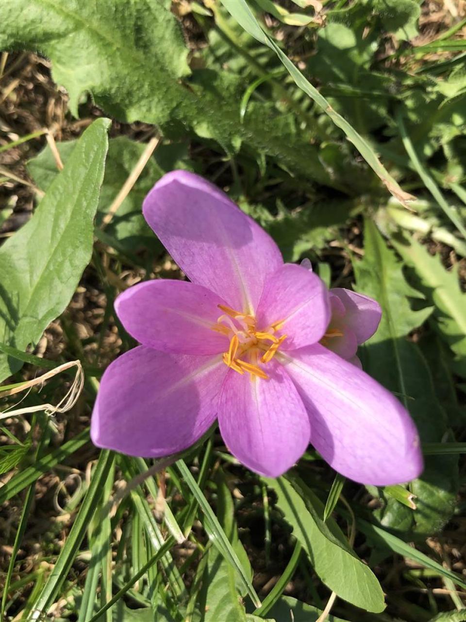 Il fiore dello zafferano è di colore viola. Spunta nei campi dell’Alto Vallese a partire dal mese di settembre.