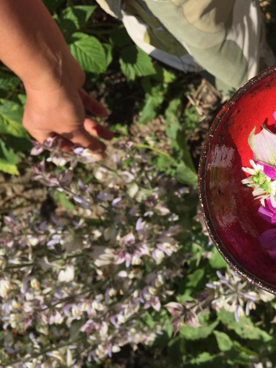 swiss medicinal plants 