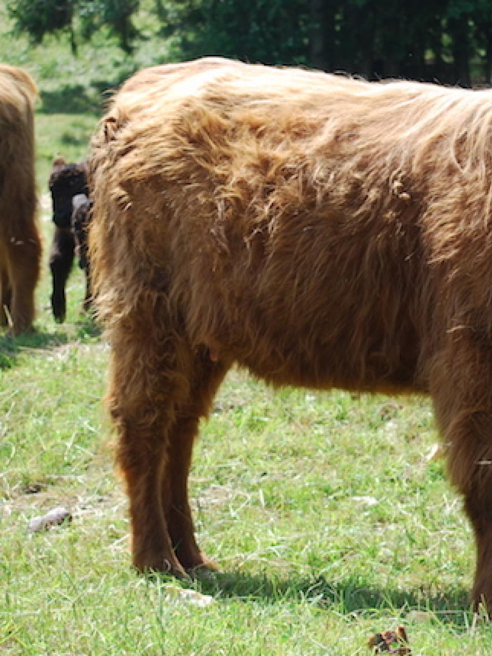 Cow 'Chou-Fleur' © Mavachamoi