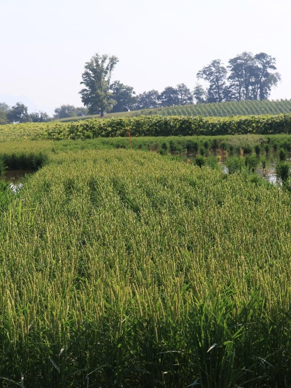 Agroscope's rice cultivation trial in Schwadernau in the northern part of the canton of Bern © Kathrin Hartmann