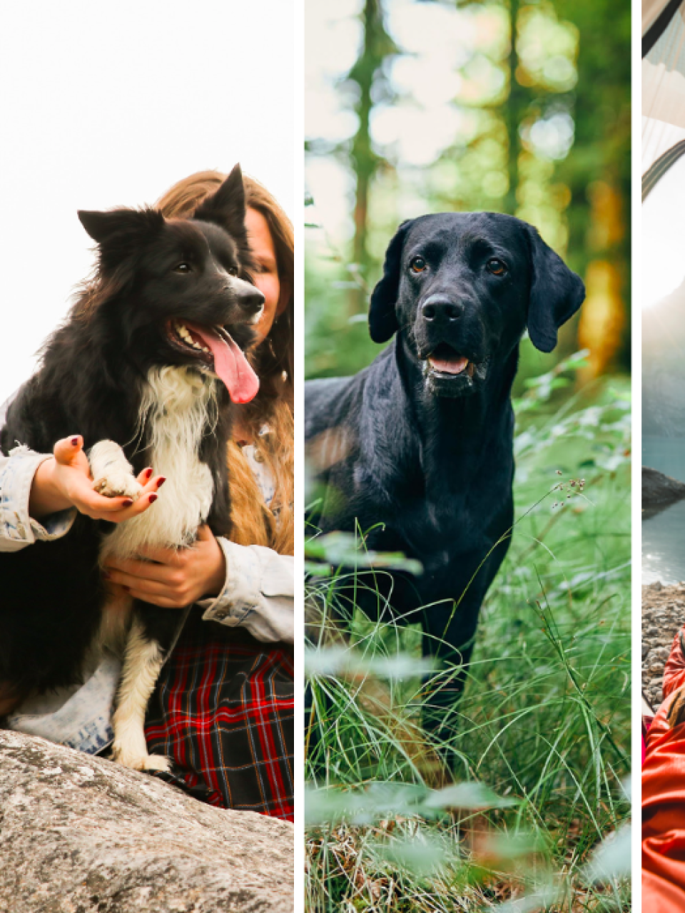 Swiss dogs on Instagram