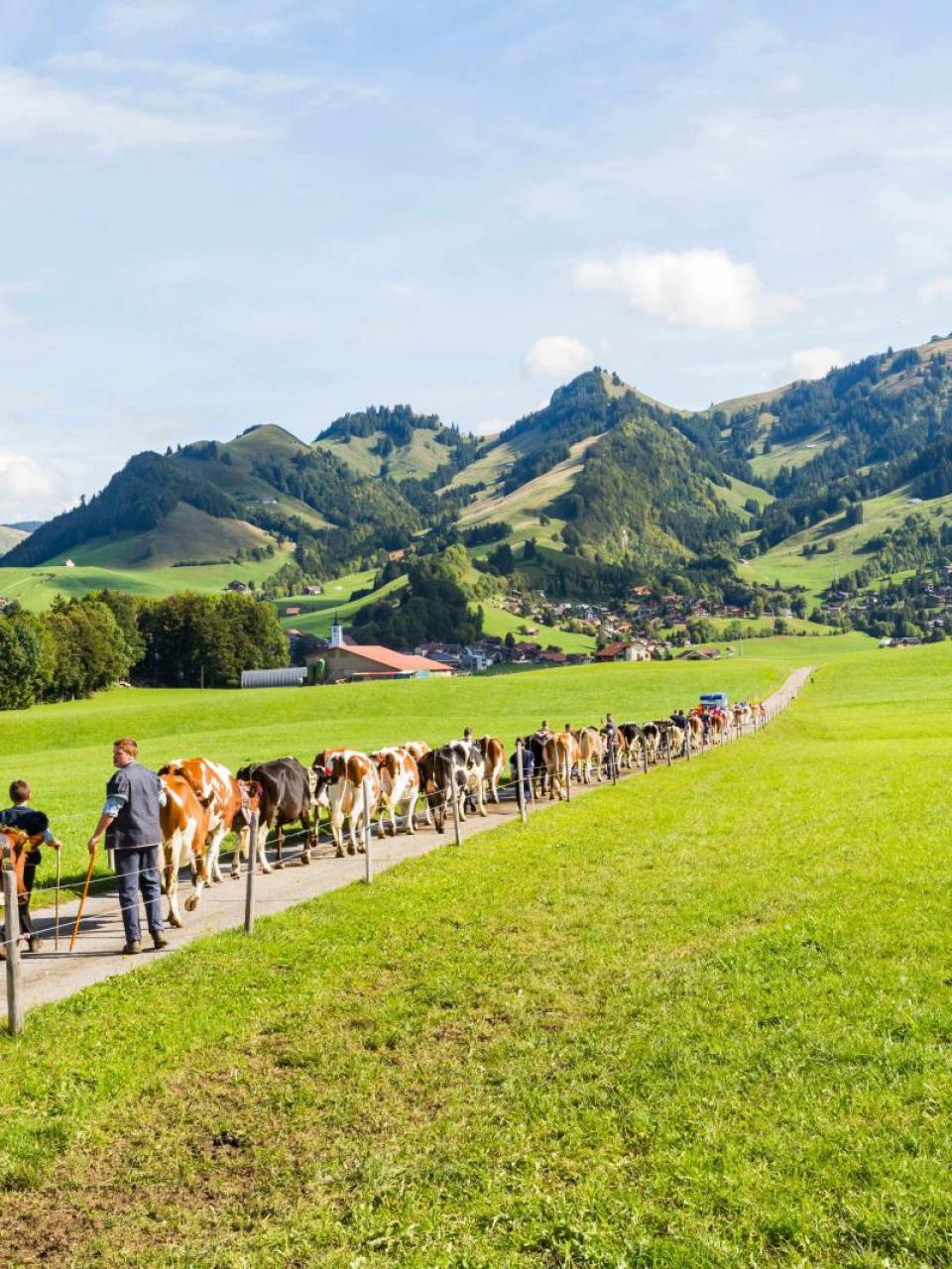 La mucca, un’icona svizzera 