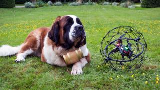 st bernard dog and drone