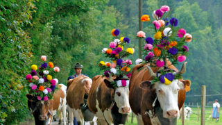 cow parade